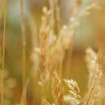 My Memories GIVE AWAY!