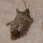 Do they really stink?