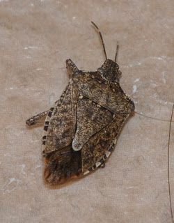 Do they really stink?