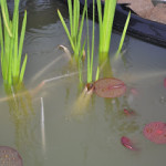 Yes, that is rain!!!