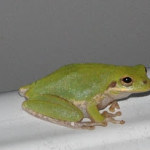 a Frog for my Blog!