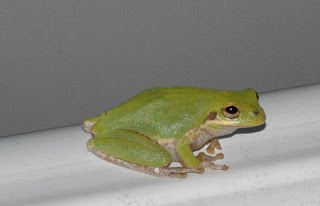 a Frog for my Blog!