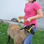 It’s Shearing Time –