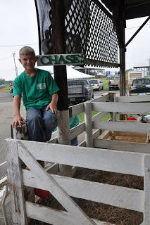 Animals weighed, all checked in their new home now…will they make grade?