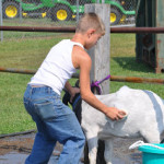 Day 3 of our County Fair!