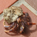 Starfish, Sea Turtles, Sting Ray and more..