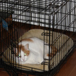 Oh those furry, furry friends of our’s!!