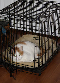 Oh those furry, furry friends of our’s!!