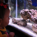 One Fish….Two Fish….Three Fish….Blue Fish