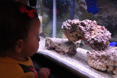 One Fish….Two Fish….Three Fish….Blue Fish