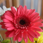 Happy Birthday Grandma!