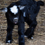 Little Surprises –