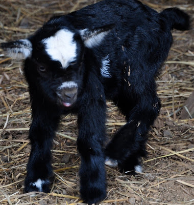 Little Surprises –