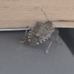 Stink Bugs!
