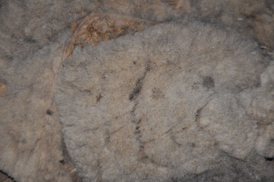 Wooly Wednesday…..