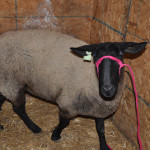 Christmas Countdown – Day 18