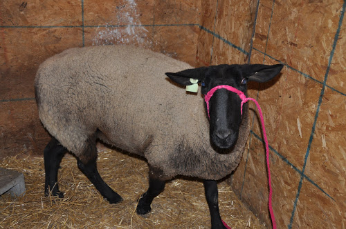 Christmas Countdown – Day 18