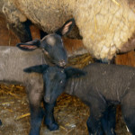 The “boys” names are…..