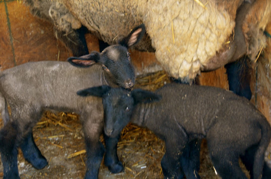 The “boys” names are…..