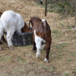 Just hangin’ out at the barn –