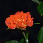 My piece of the puzzle –