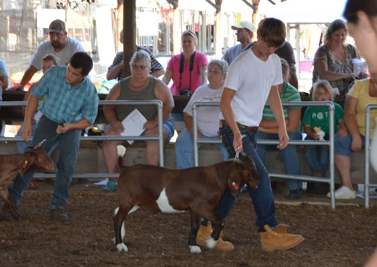 Goat show and more –