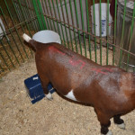 Saturday was the last day of the 2012 fair –