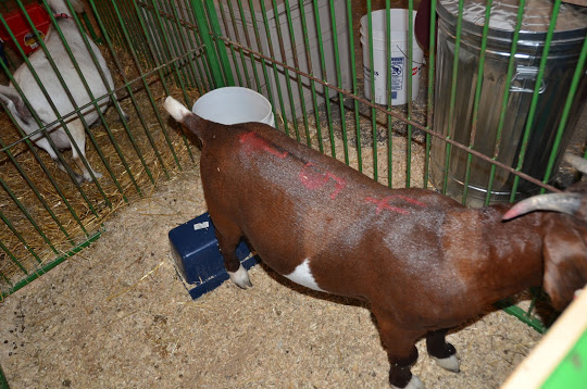 Saturday was the last day of the 2012 fair –