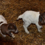 Down on the farm….