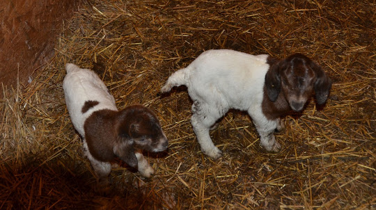 Down on the farm….