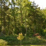 I HEAR ’em but I can’t SEE ’em….