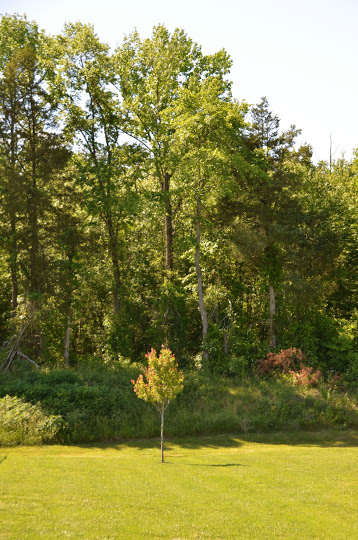 I HEAR ’em but I can’t SEE ’em….