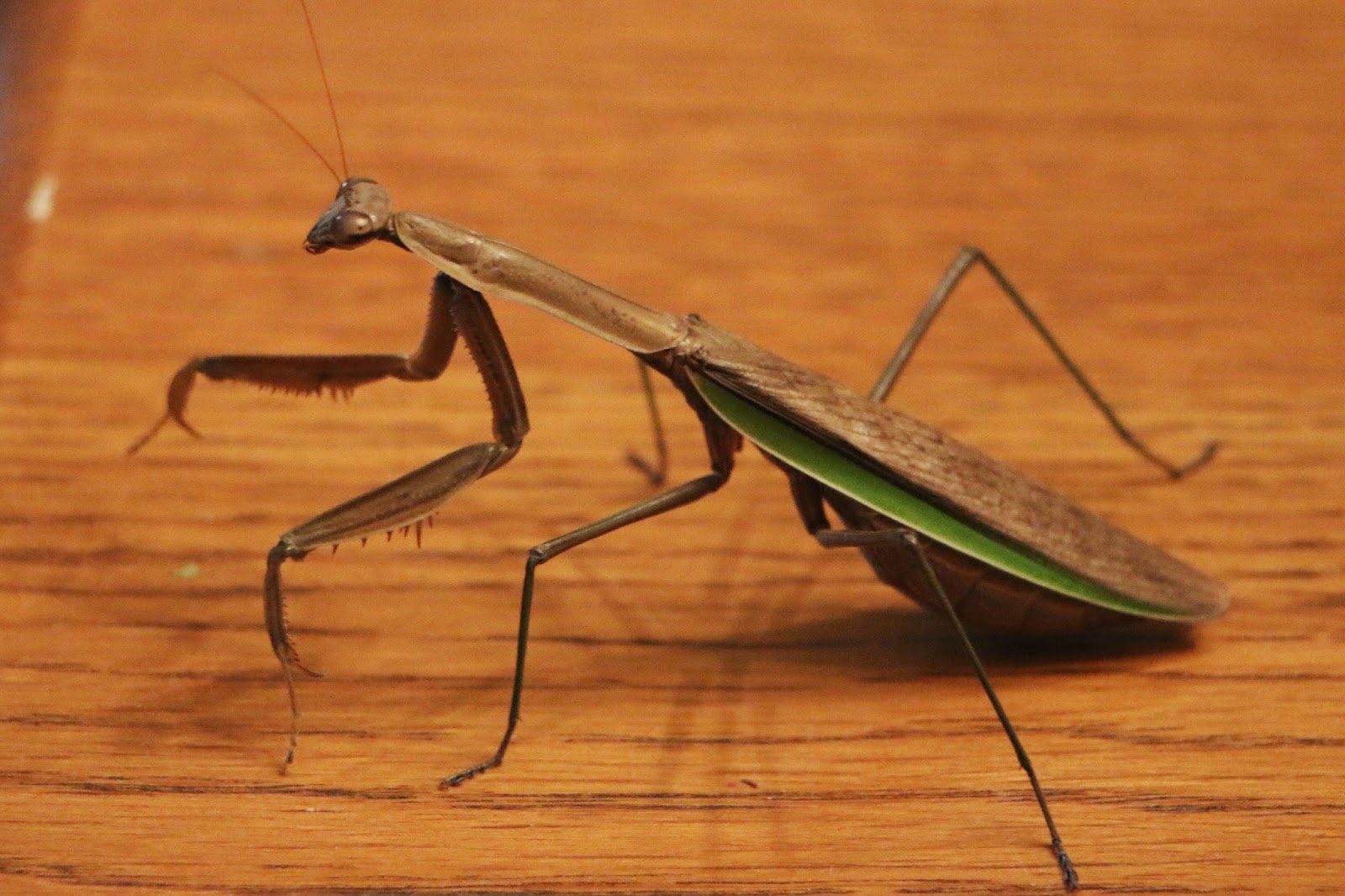 Needing prayers, lol