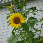 Love me some Yellow… JUST UPDATED @ 10:30 a.m.