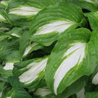 Ways to deal with the rain –