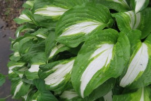 Ways to deal with the rain –