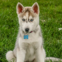 Our Top Four Dog Breeds