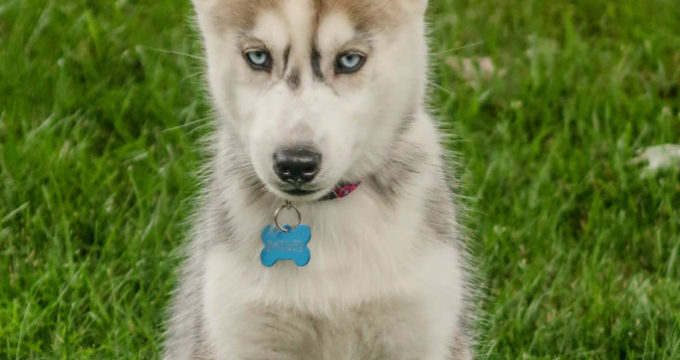 Our Top Four Dog Breeds