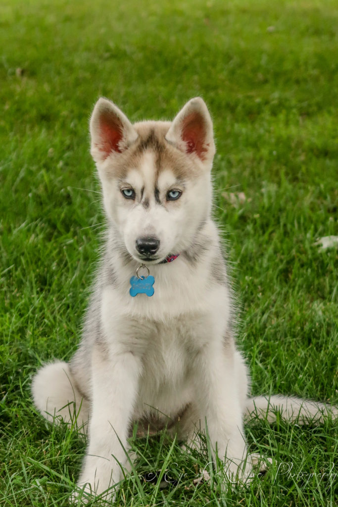 Our Top Four Dog Breeds