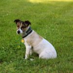 Our Top Four Dog Breeds